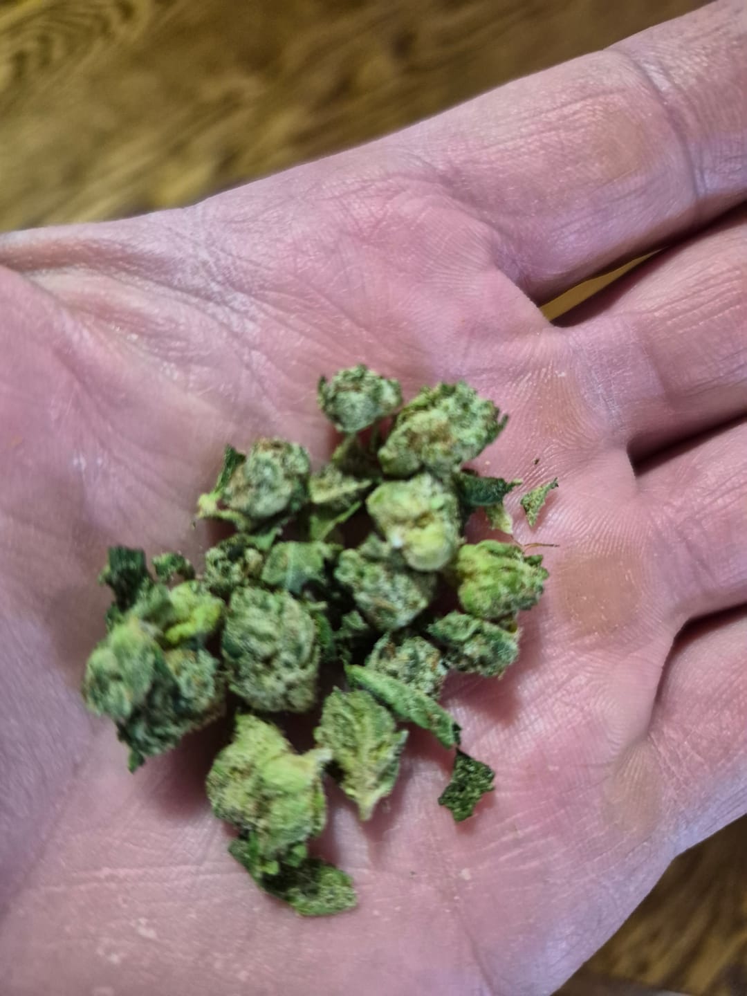 Customer photo review of Runtz THCA Flower (Budget)