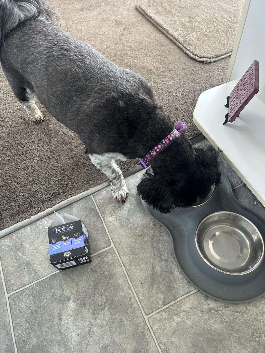 Customer photo review of Pro Plan Veterinary Supplements FortiFlora Dog Probiotic Supplement - 1g x 30 Sachets