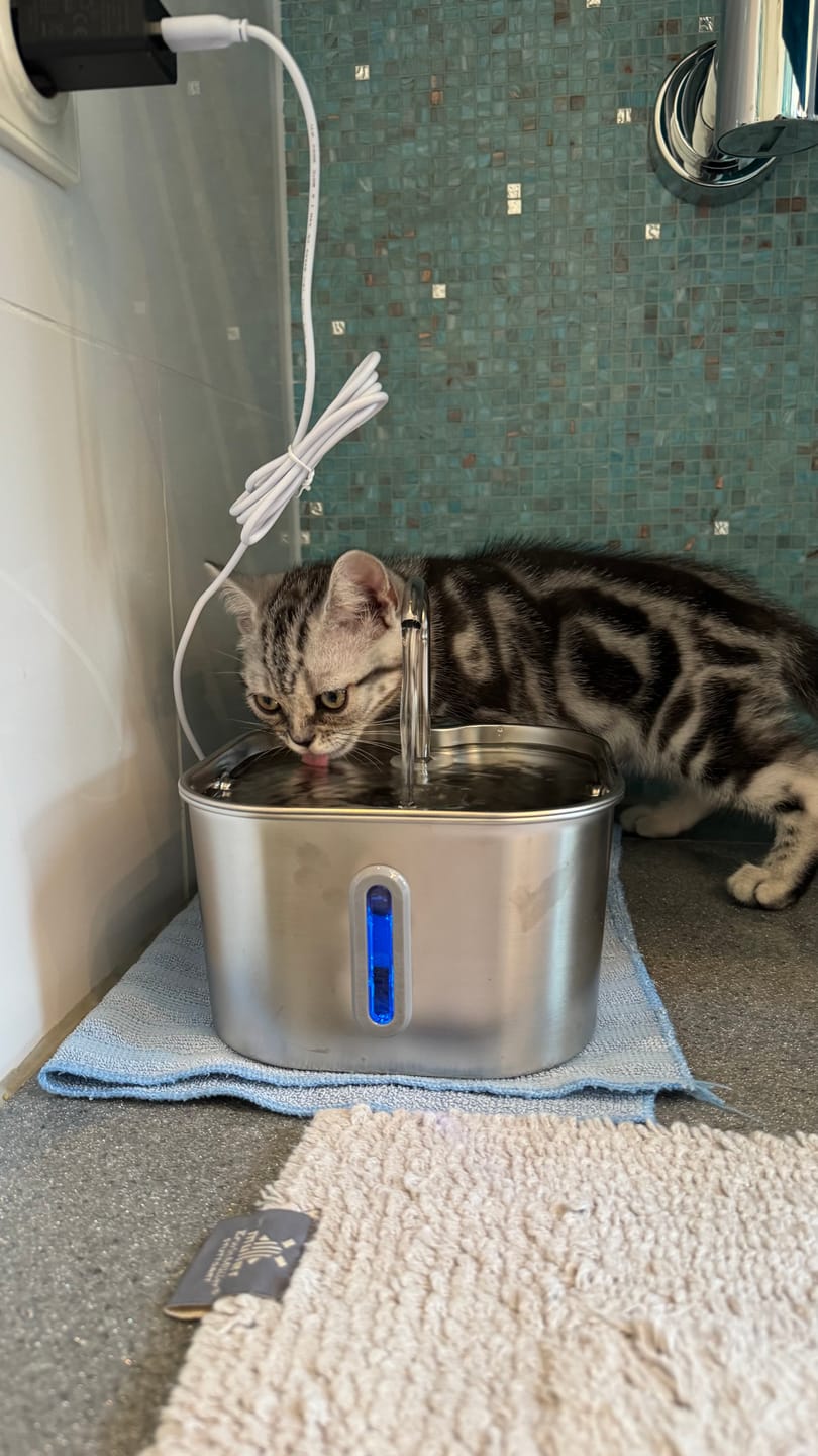 Customer photo review of NordFlow Mini Katzenbrunnen
