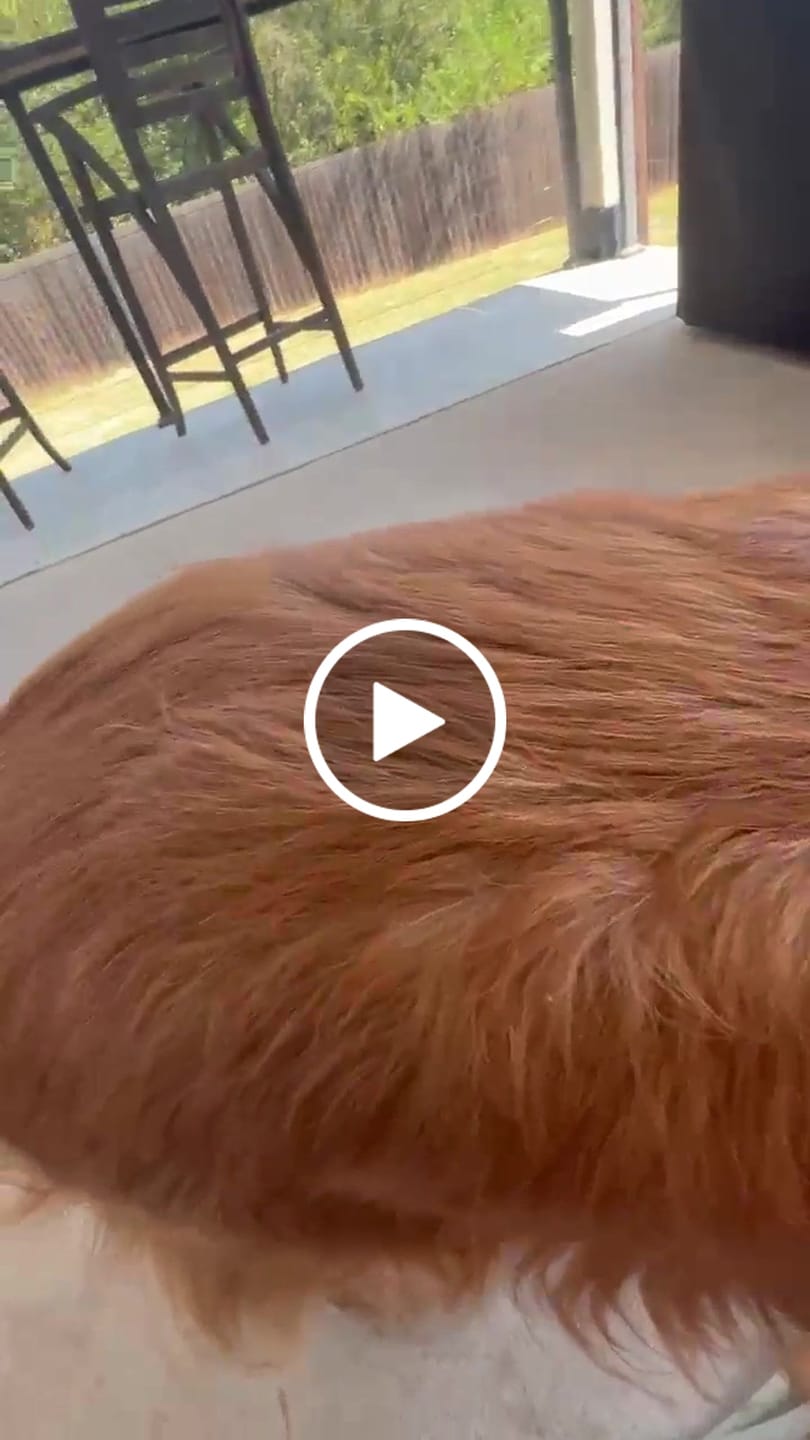 Customer video review of Revive Pet Botanic Therapy Shampoo