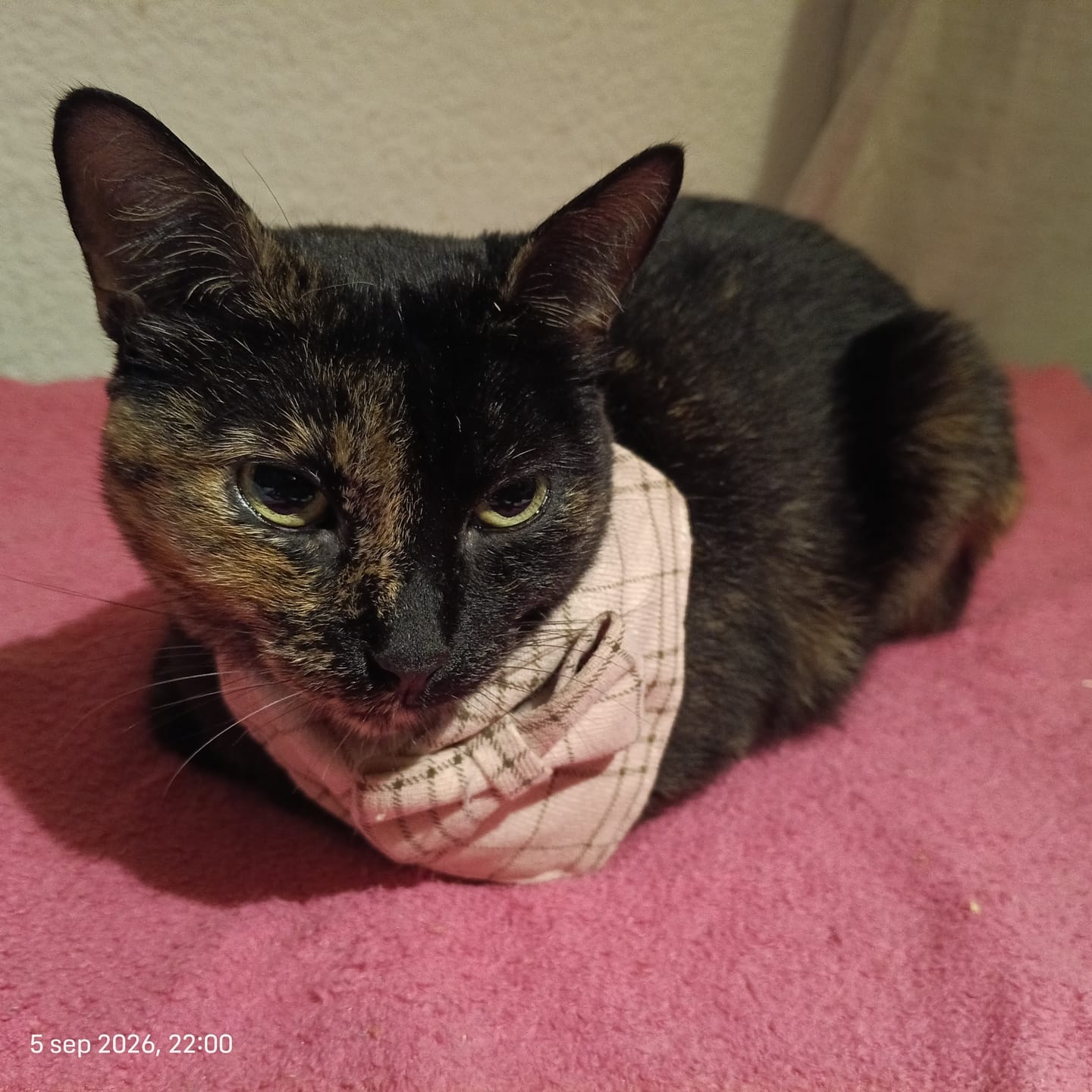 Customer photo review of CT2464 1 Pieza De Paliacate Para Mascota