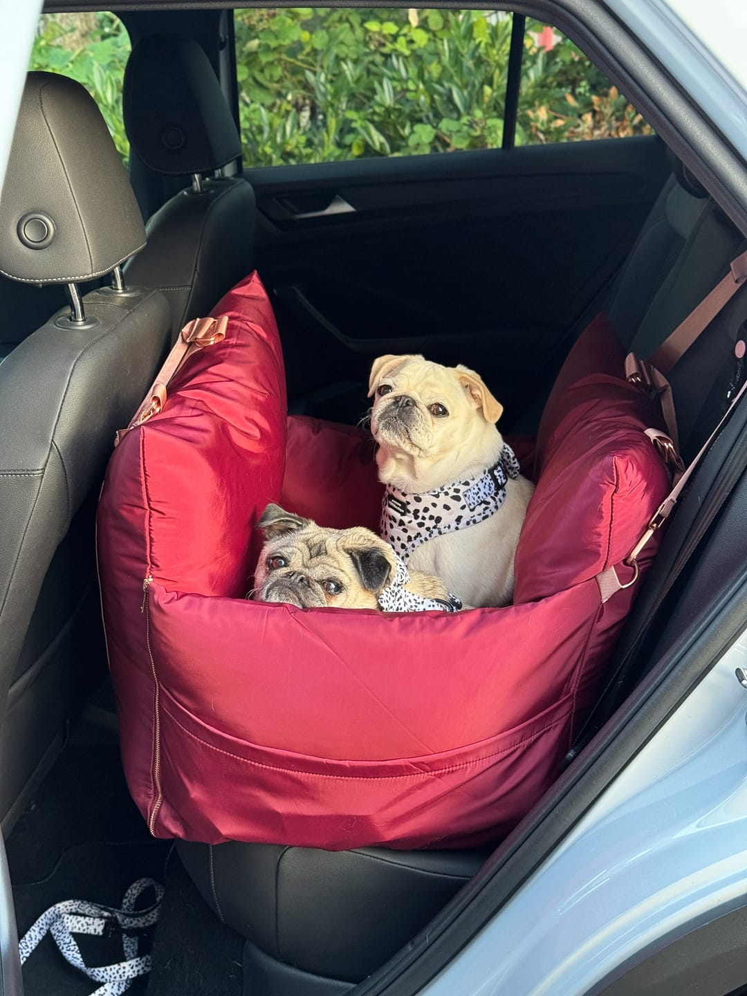 Customer photo review of Travel Dog Pod - Rosewood
