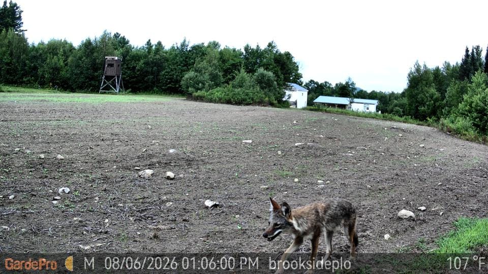 Customer photo review of GardePro Link 1.0 3000ft(1km) Long-Range Wireless Trail Camera