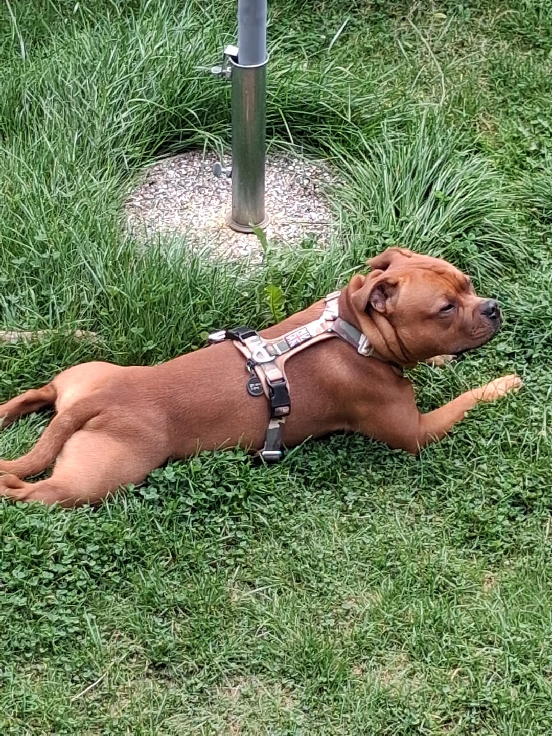 Customer photo review of Staffordshire Bull Terrier 1935® Harness & Leash Set - Sand Camo