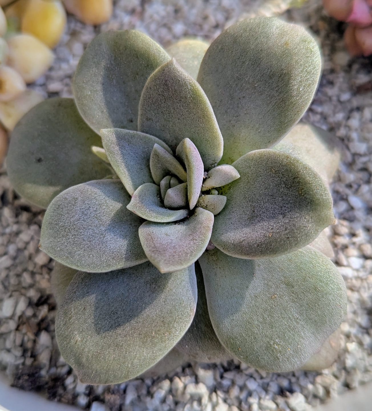 Customer photo review of Echeveria Carnicolor