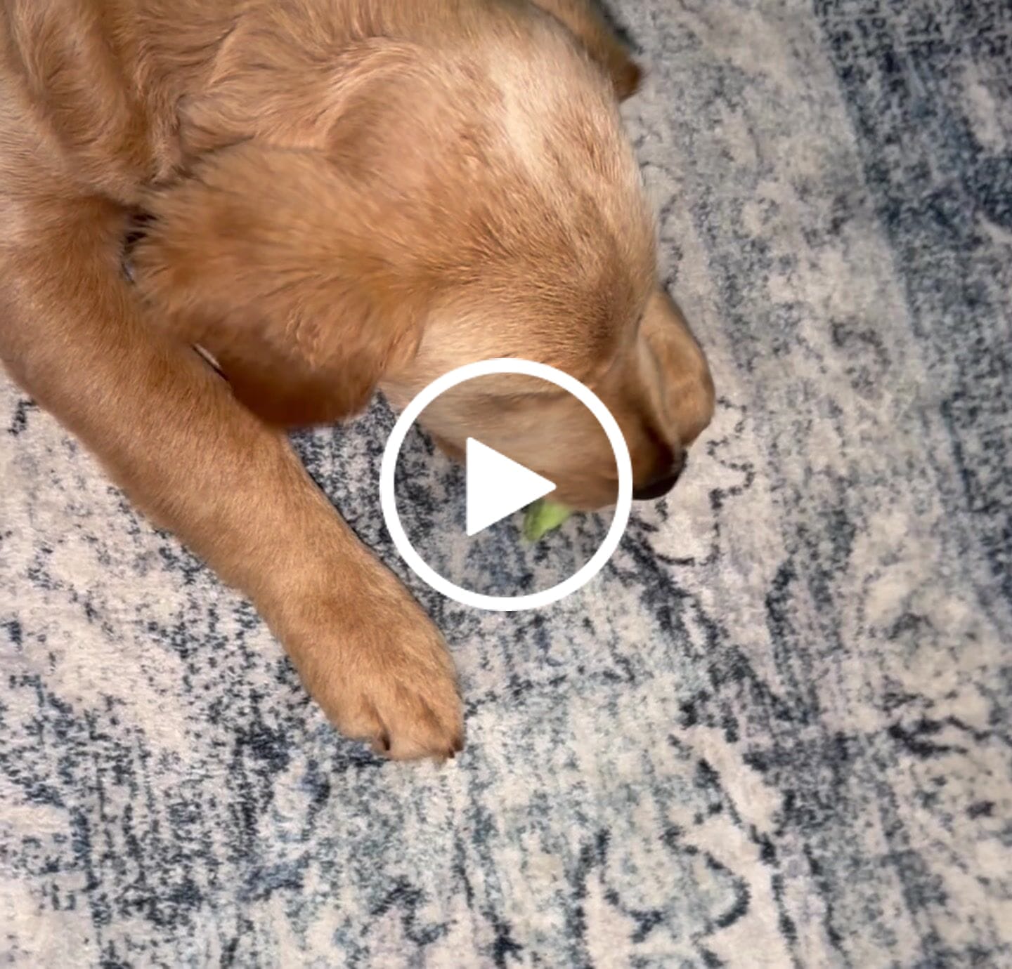 Customer video review of Banana Yak Chew — Rich in Vitamins, Potassium & Energy