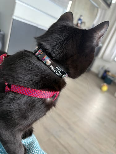 Customer photo review of Collar Circus Gato