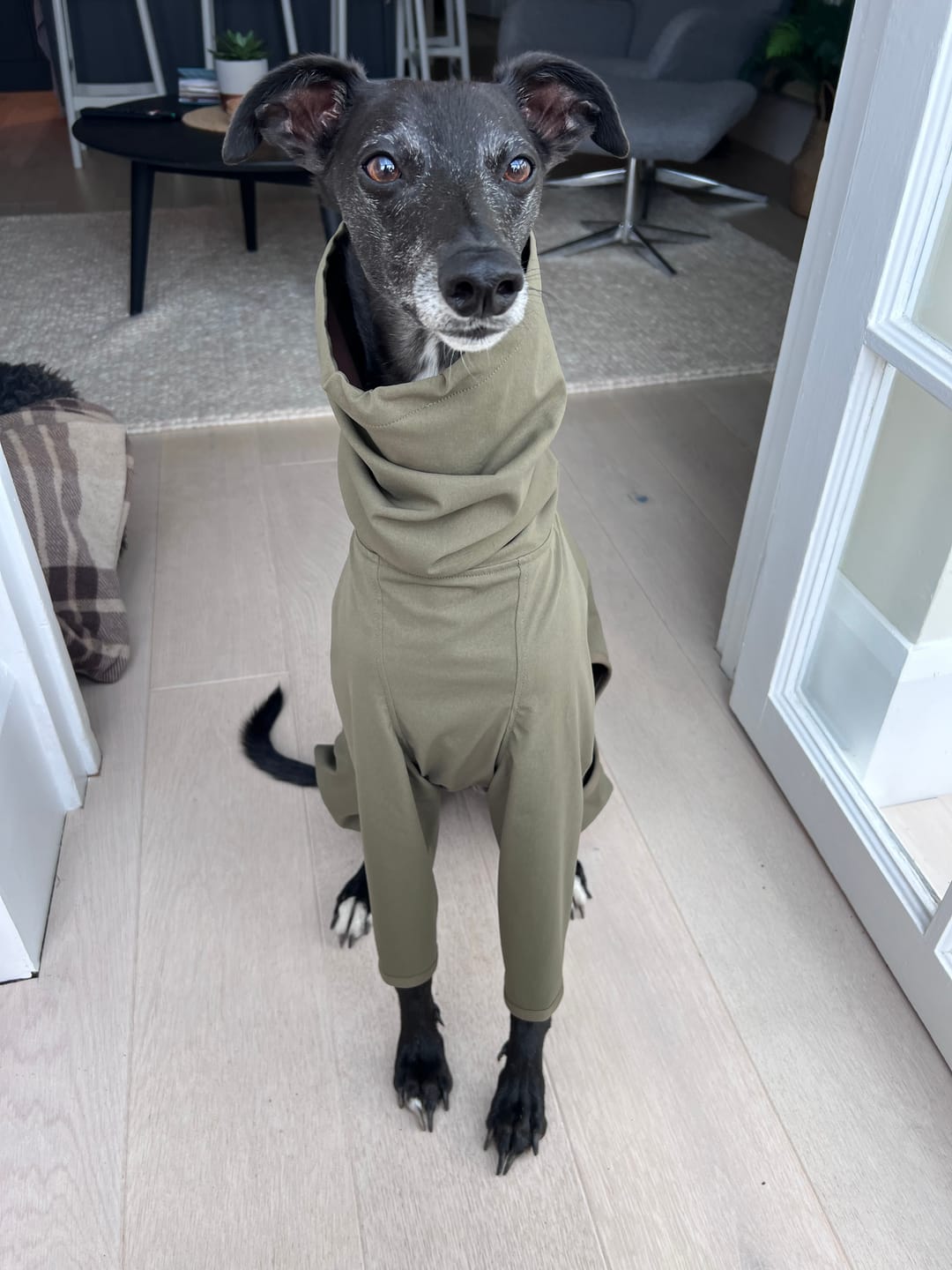 Customer photo review of 4-Legged Raincoat in Olive