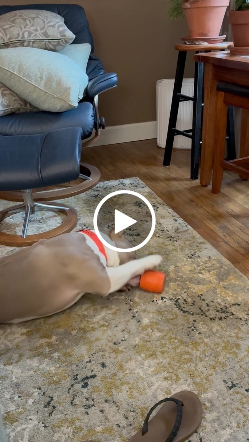 Customer video review of Ostrich Sausages with Rooibos (3oz): The Delicious, Skin-Soothing Treat for Dogs with Allergies