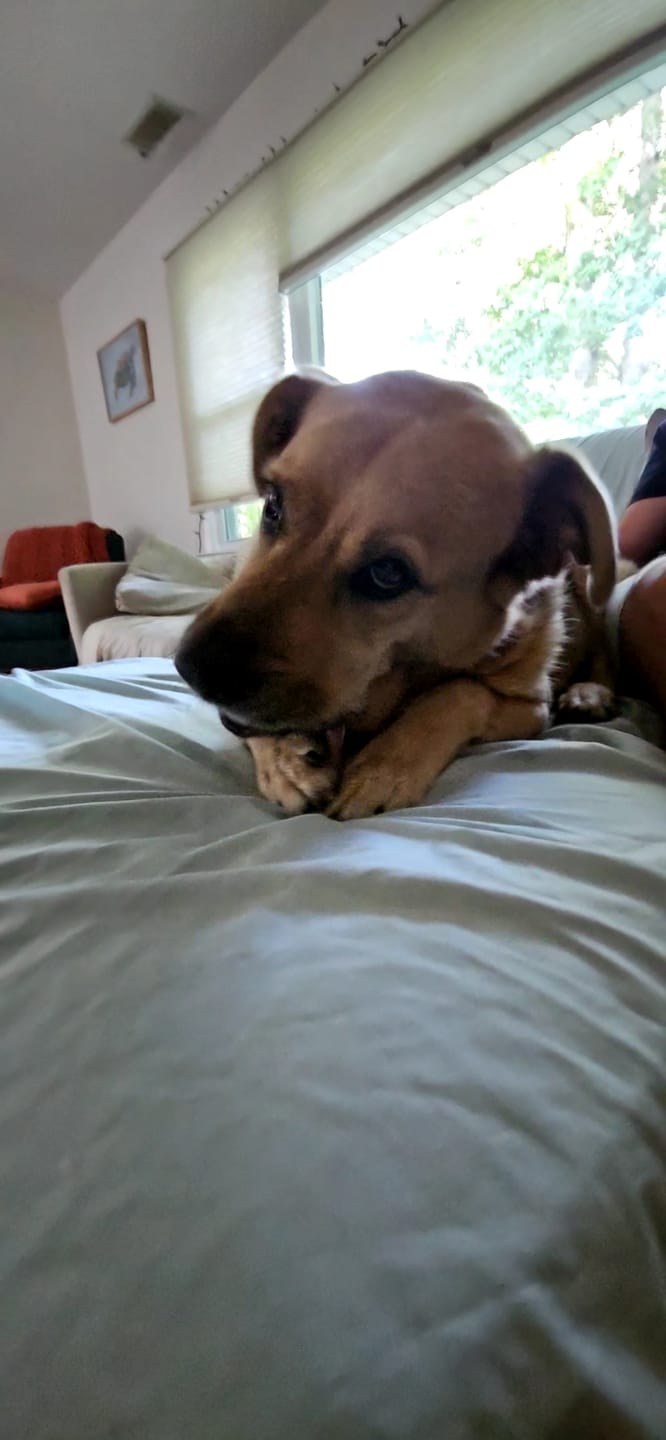 Customer photo review of 6 Inch Standard 31 Pack - Bully Sticks