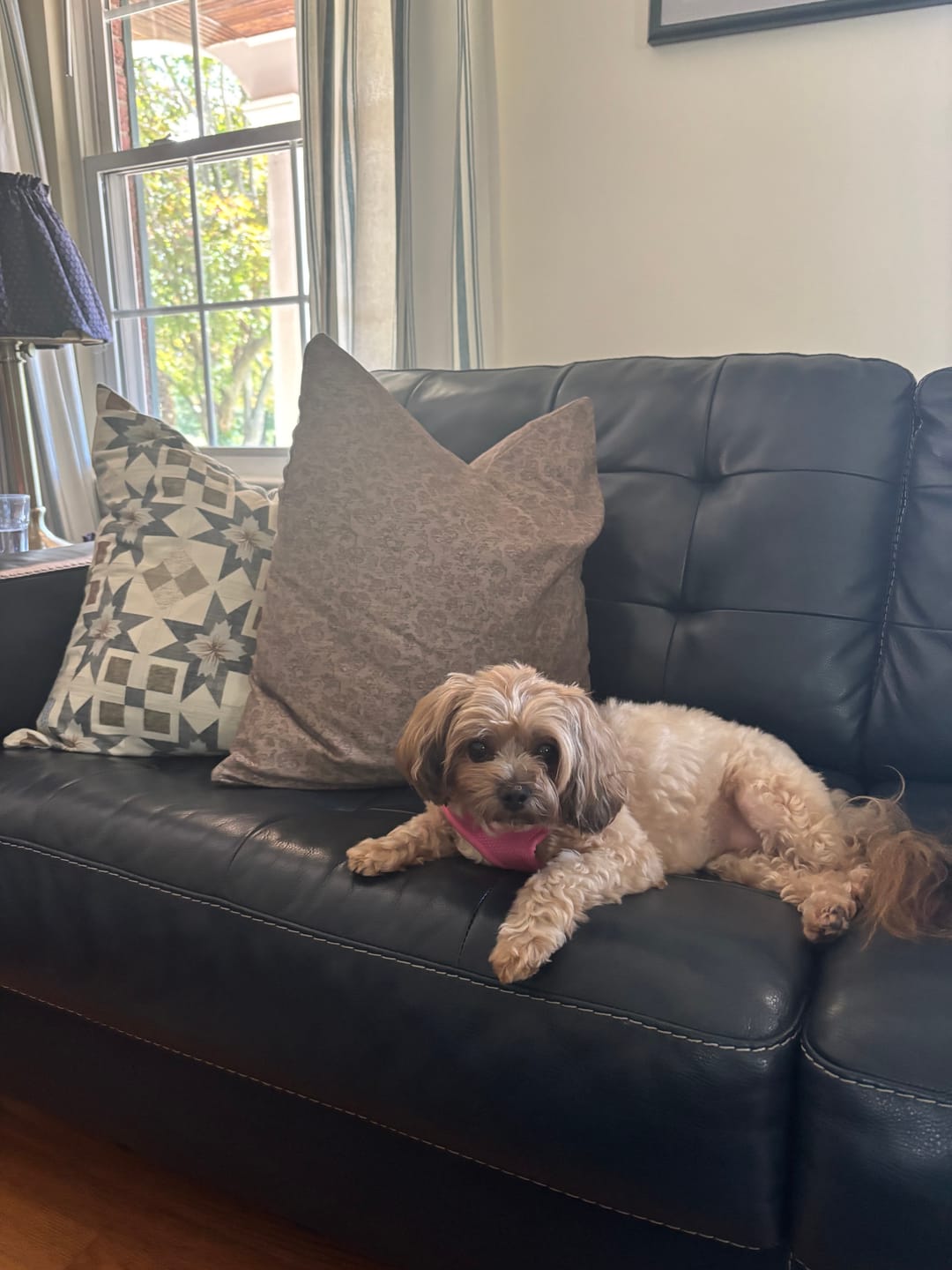 Customer photo review of Fall Harvest Pillow Cover 4-Pack - 18" | 22"