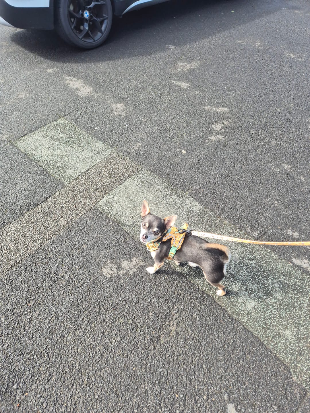 Customer photo review of Trail & Glow Lightweight Mini Dog Lead 5ft - Colour Drops - Wanna-Bee