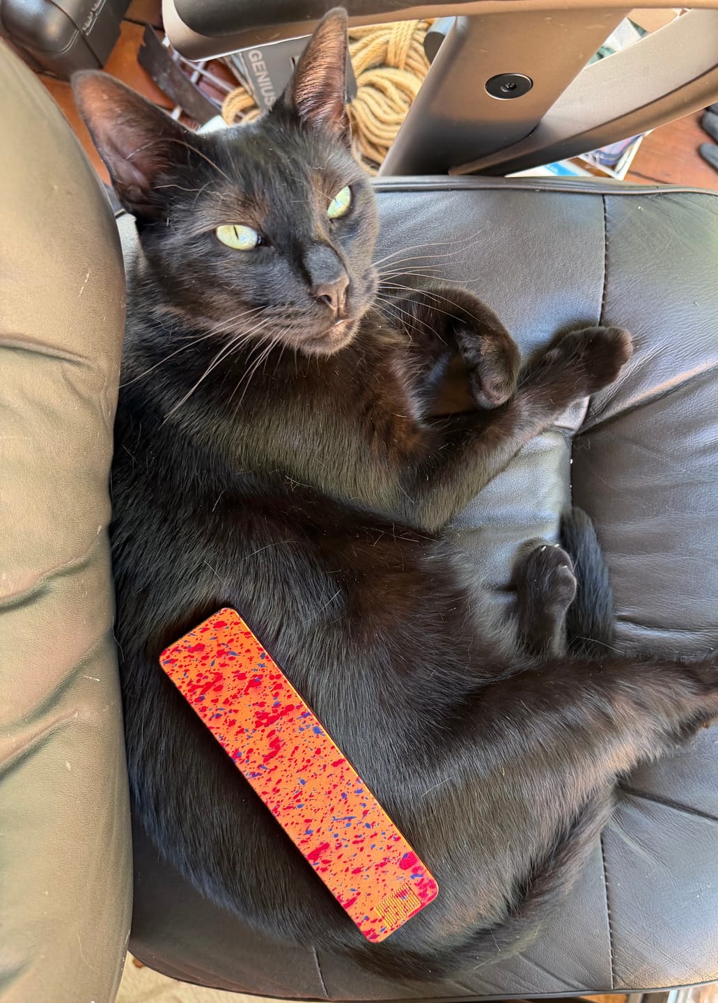 Customer photo review of Weekly Case