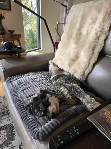 Customer photo review of Cosy Couch - Couch Cover