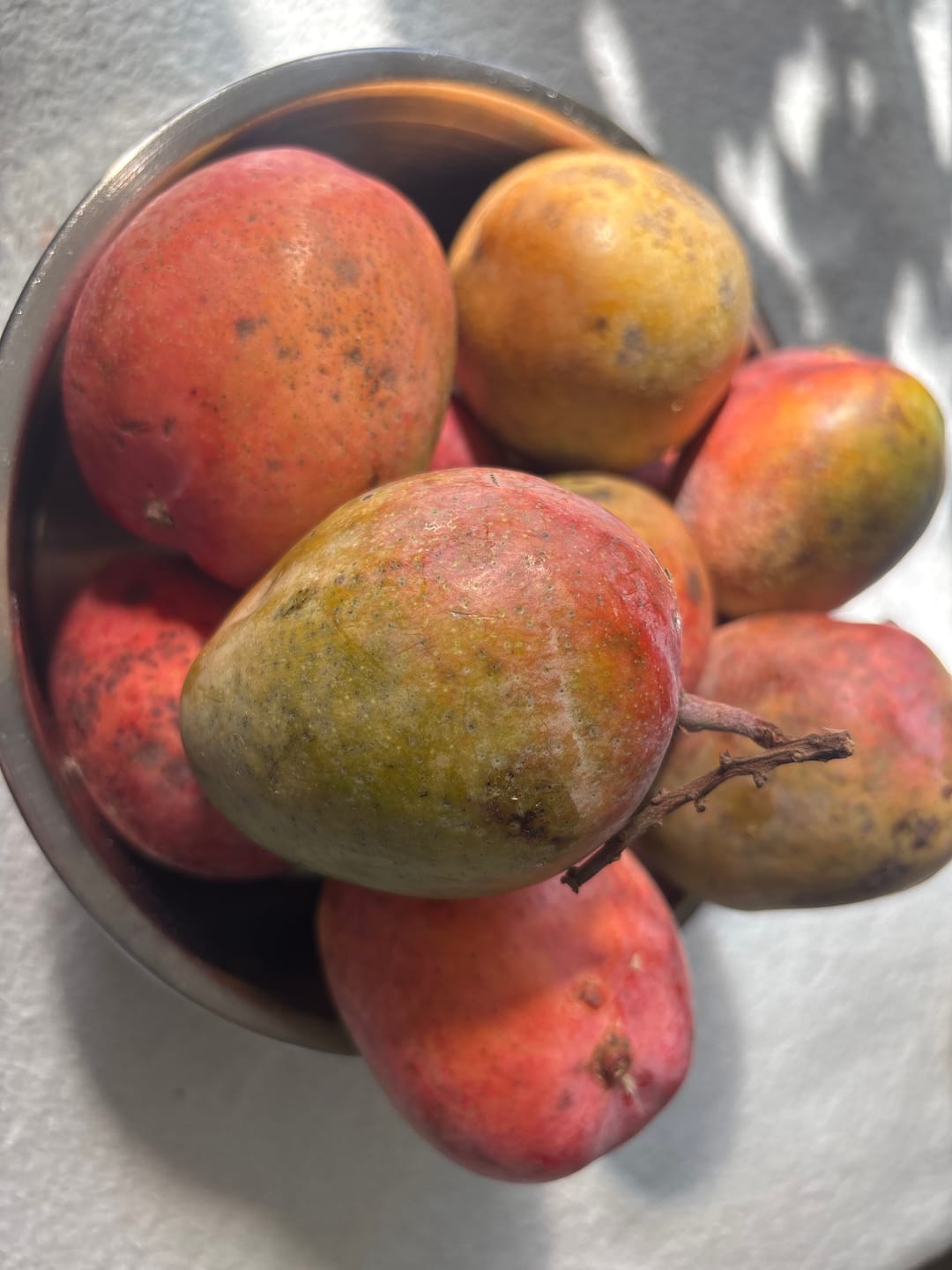 Customer photo review of Mini-Mango Tropigold von Antonio Aktionspreis %