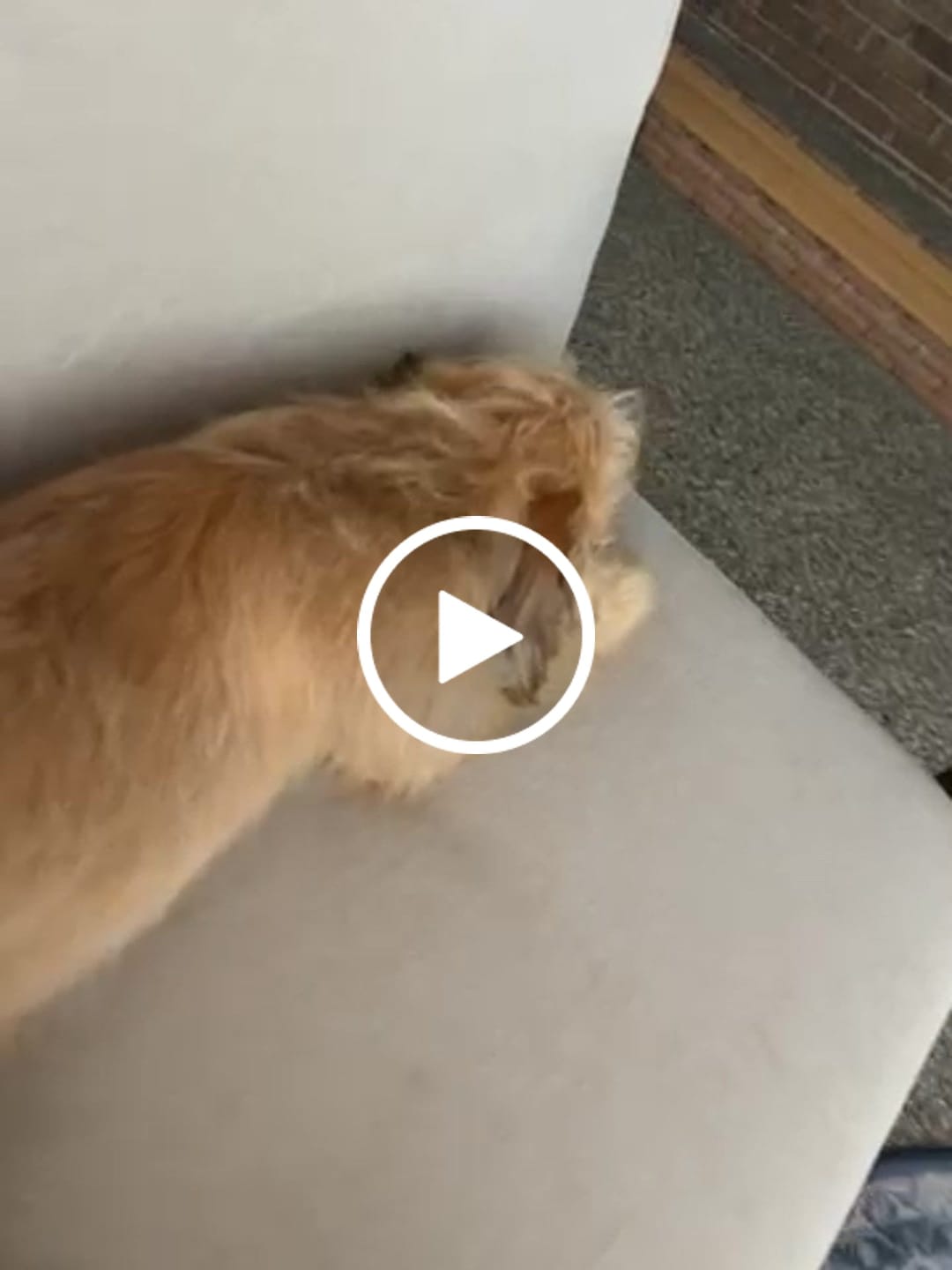 Customer video review of Jumbo Bully Sticks