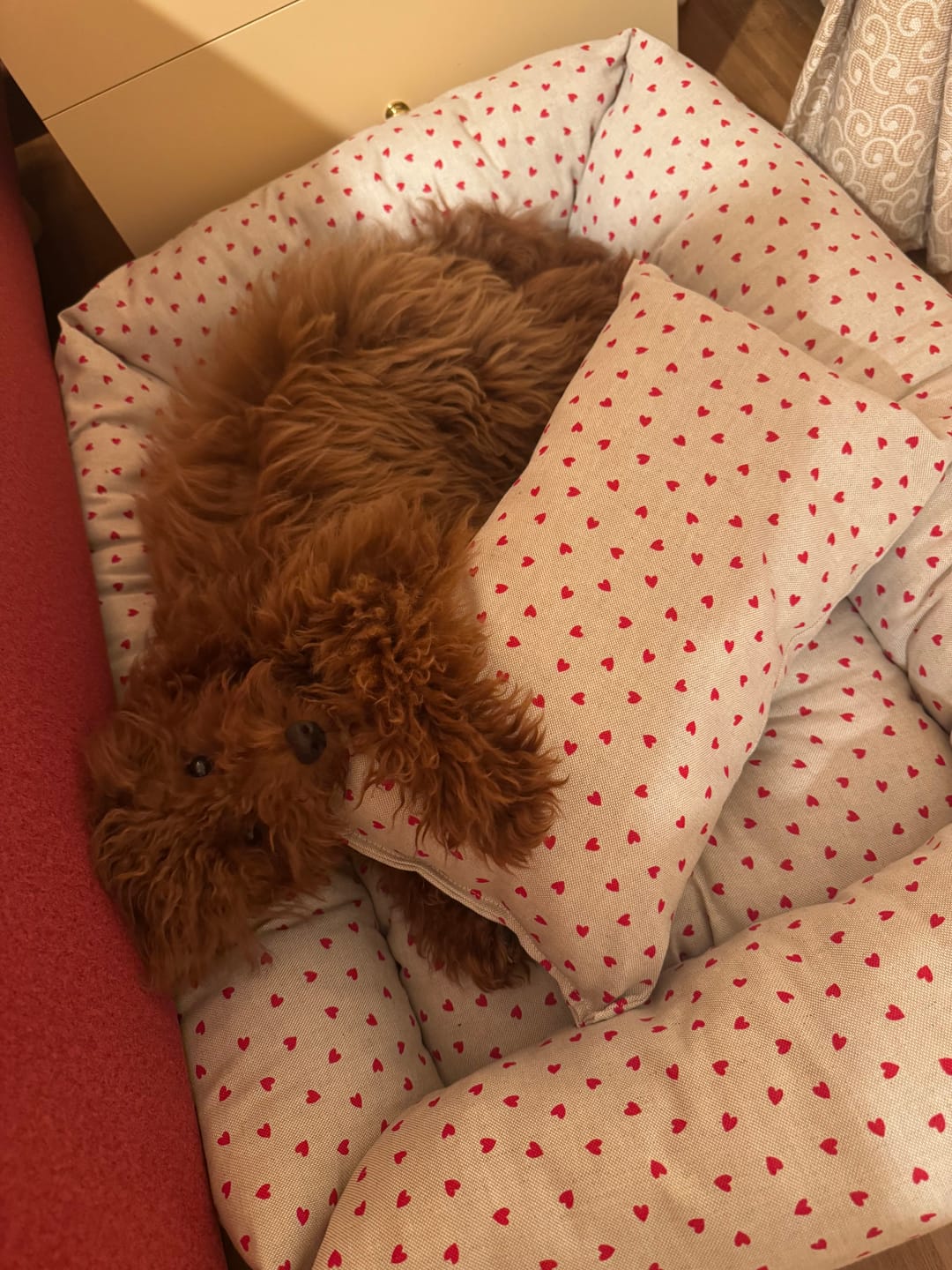 Customer photo review of Divanetto Cotone Panama Little Love Heart Red