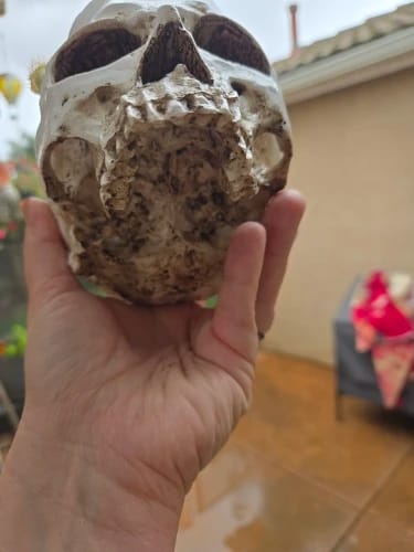 Customer photo review of Skull Flower Pot - Gothic Halloween Home Décor