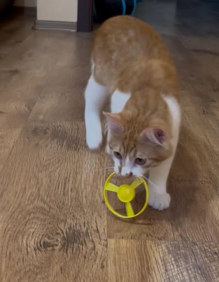 Customer photo review of 空中フライングキャッチャー