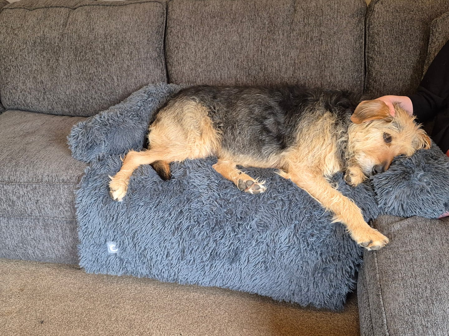 Customer photo review of Calming Couch Bed