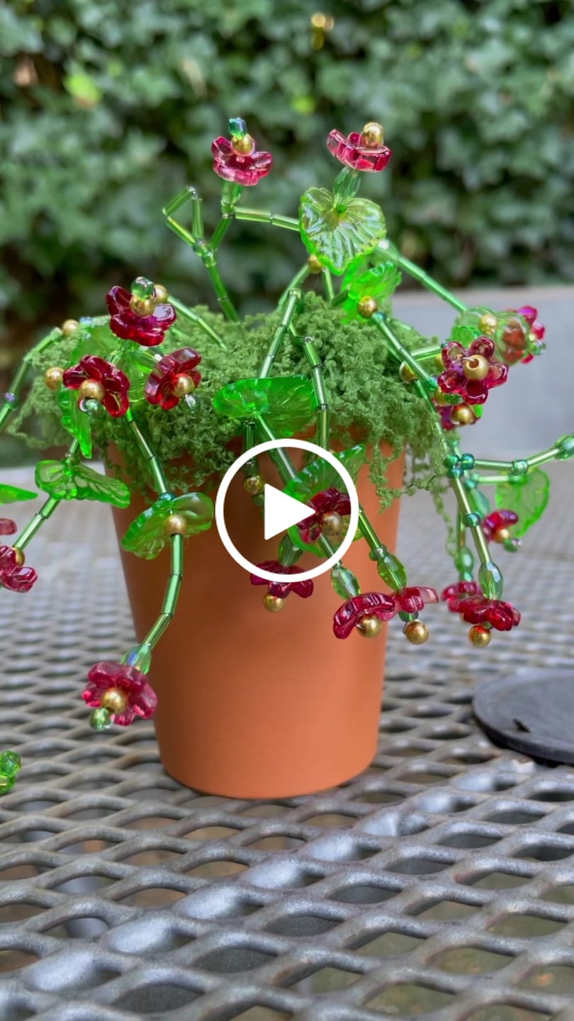 Customer video review of Maak thuis je eigen kralenplant - Rode Bloei