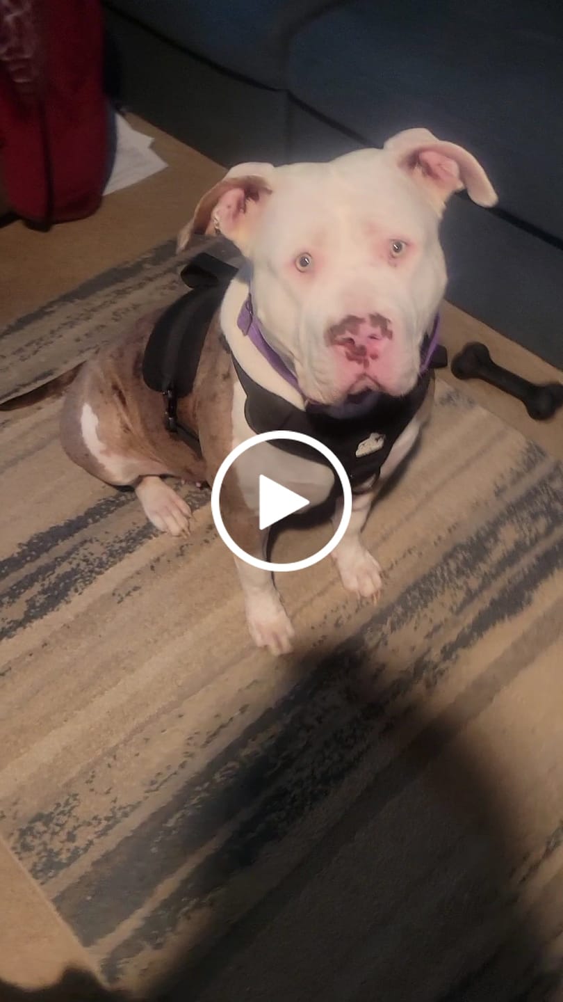 Customer video review of Bully Proof Collar