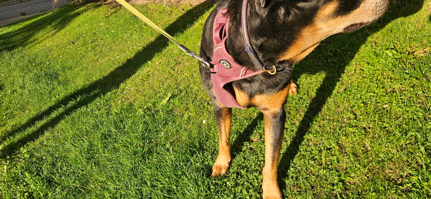 Customer photo review of Trail & Glow® Dog Harness - Mulberry Tweed