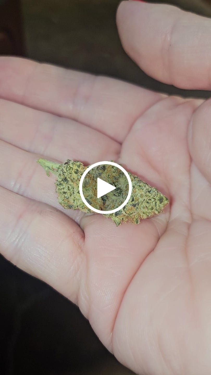 Customer video review of Watermelon Gelato (Exotic) - THCA Flower