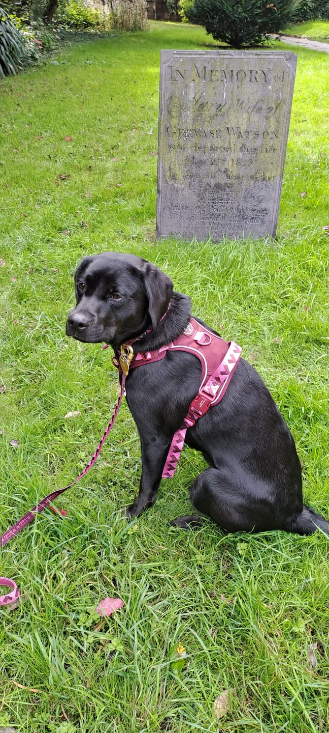 Customer photo review of Tough Trails™ Harness - Walkies Ready® Mulberry