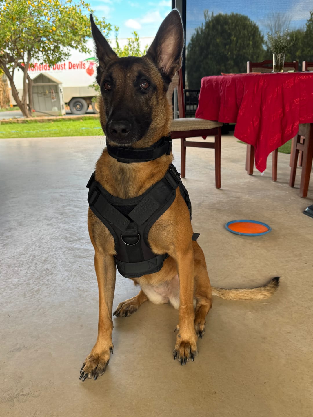 Customer photo review of 6-in-1 Full Tactical Set- Harness, collar, leash and MOLLE pouches