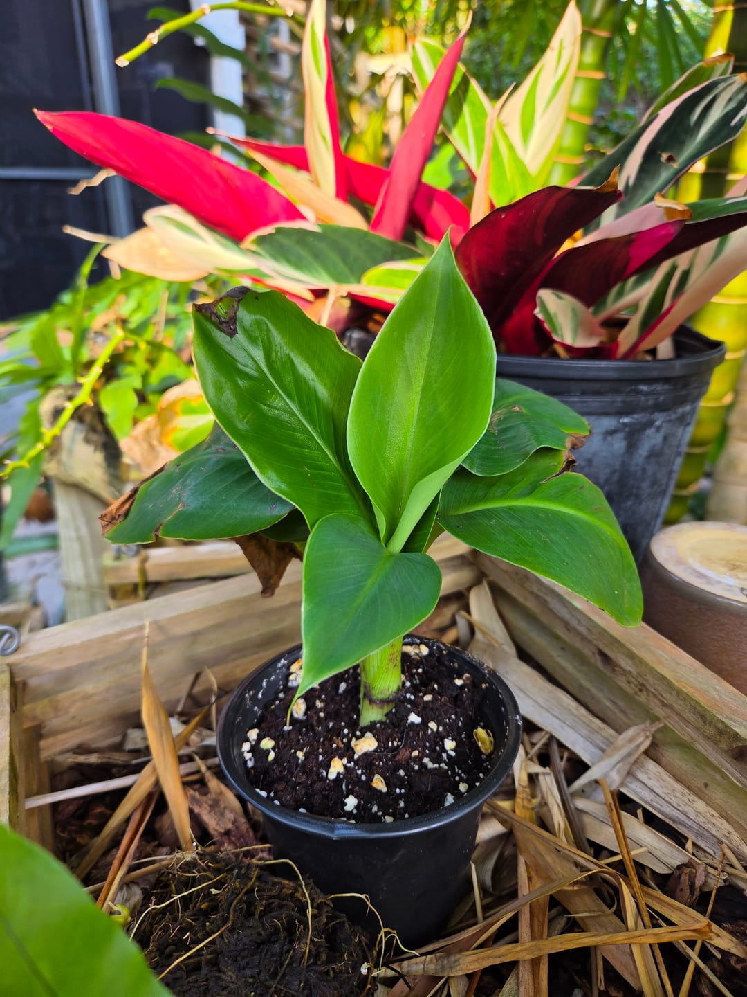 Customer photo review of Musa 'Truly Tiny' Banana