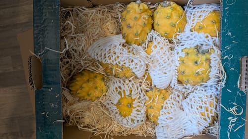 Customer's box filled with yellow dragon fruits, each individually wrapped in protective white netting.
