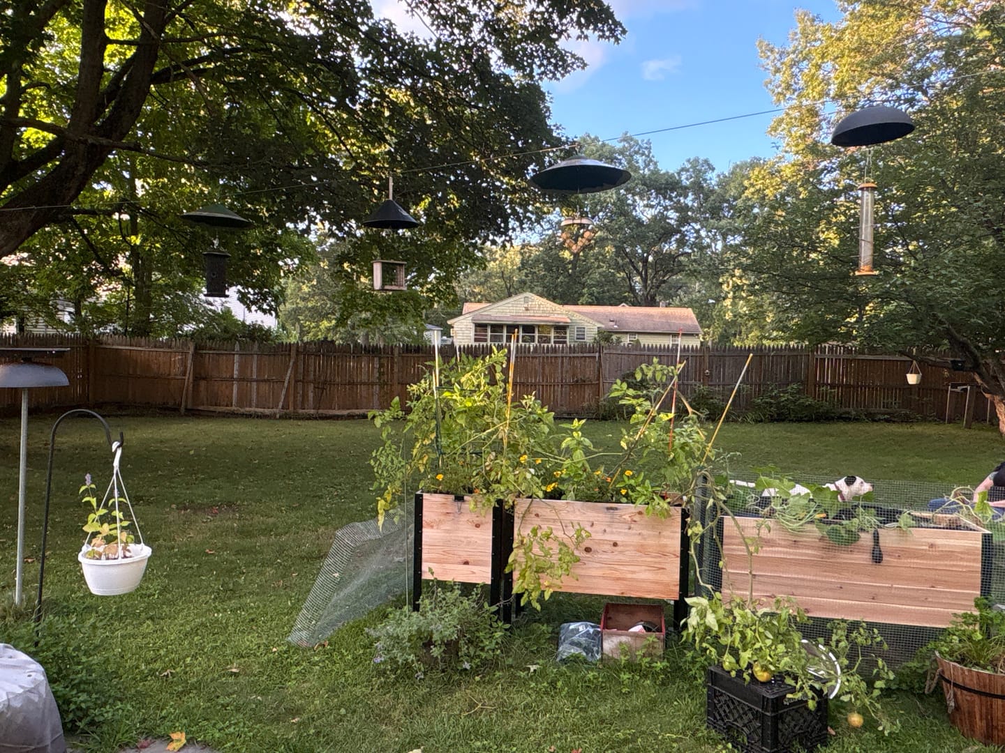 Customer photo review of 18″ x 48″ Deep Root Raised Garden Bed - 30″ TALL / Garden Grade