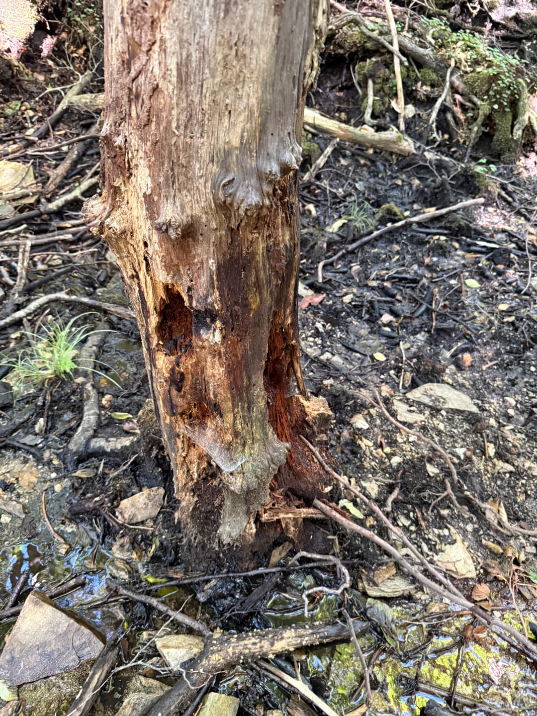 Customer photo review of Salzspray Anis - Lockmittel Rehwild, Schwarzwild, Rotwild und Damwild