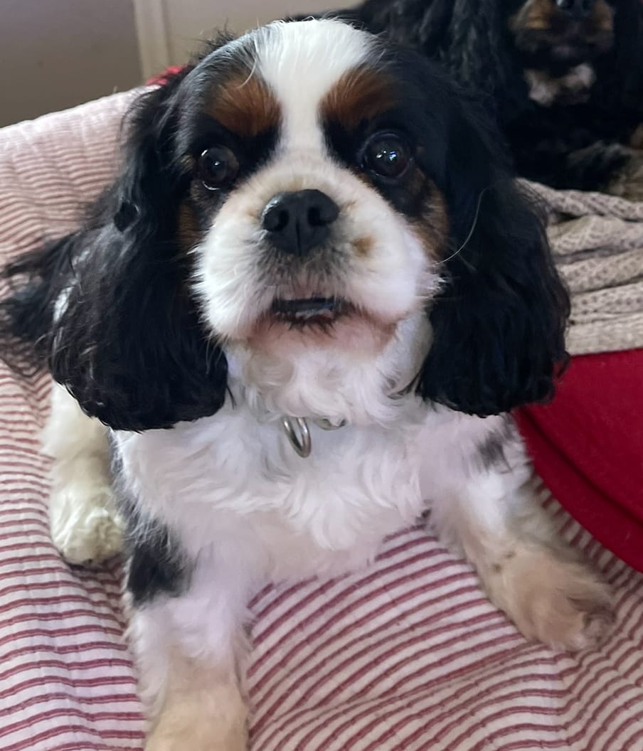 Customer photo review of Tummy Essentials Digestive Chews