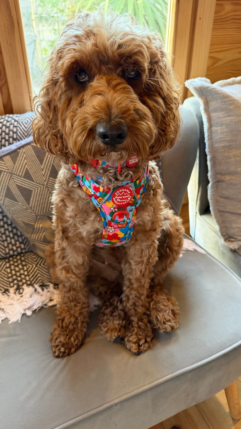 Customer photo review of Disney© Collar - Winnie Goes Retro