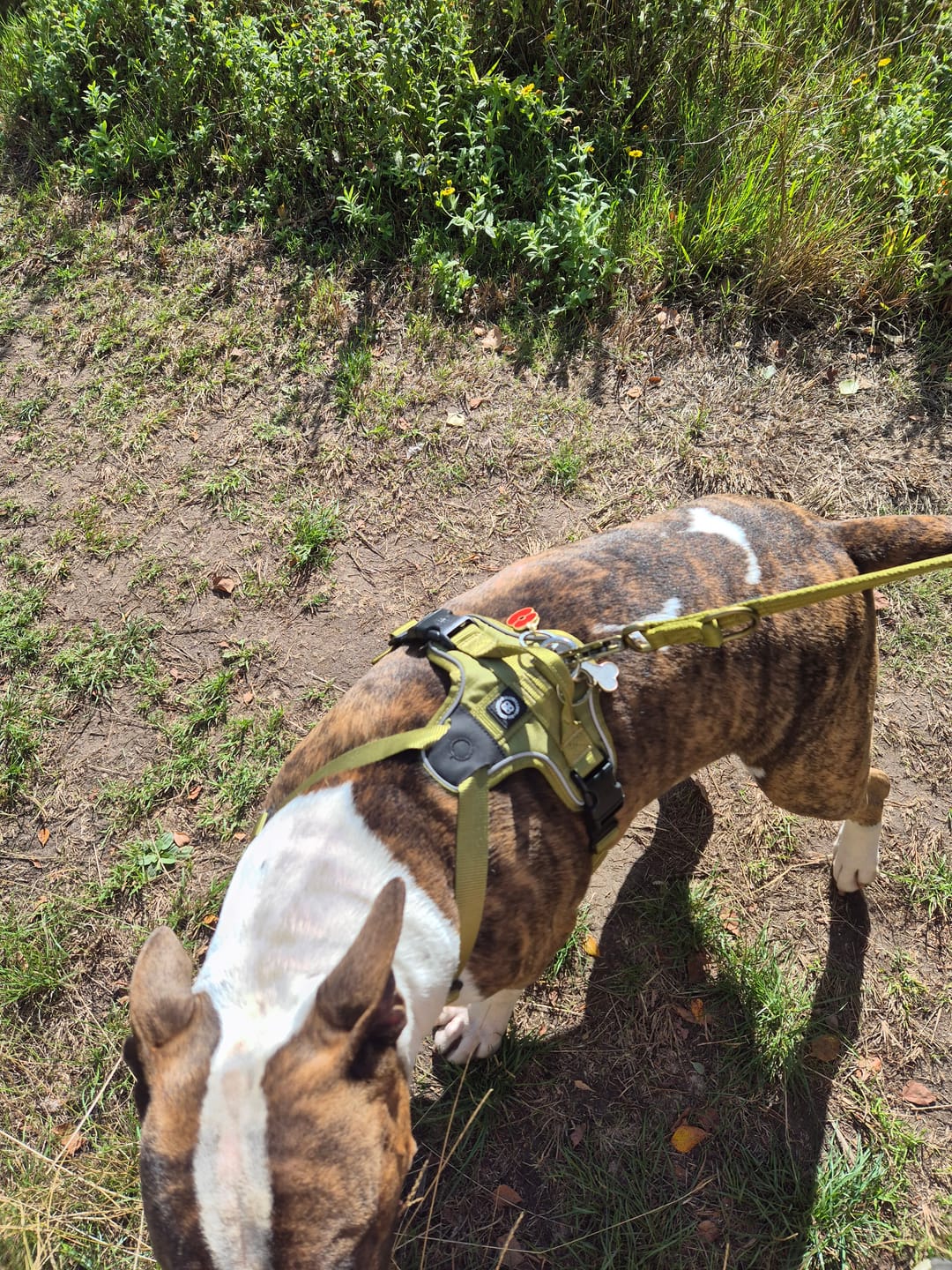 Customer photo review of Anti Pull Hurricane Harness Lighter | With Handle - Olive Green