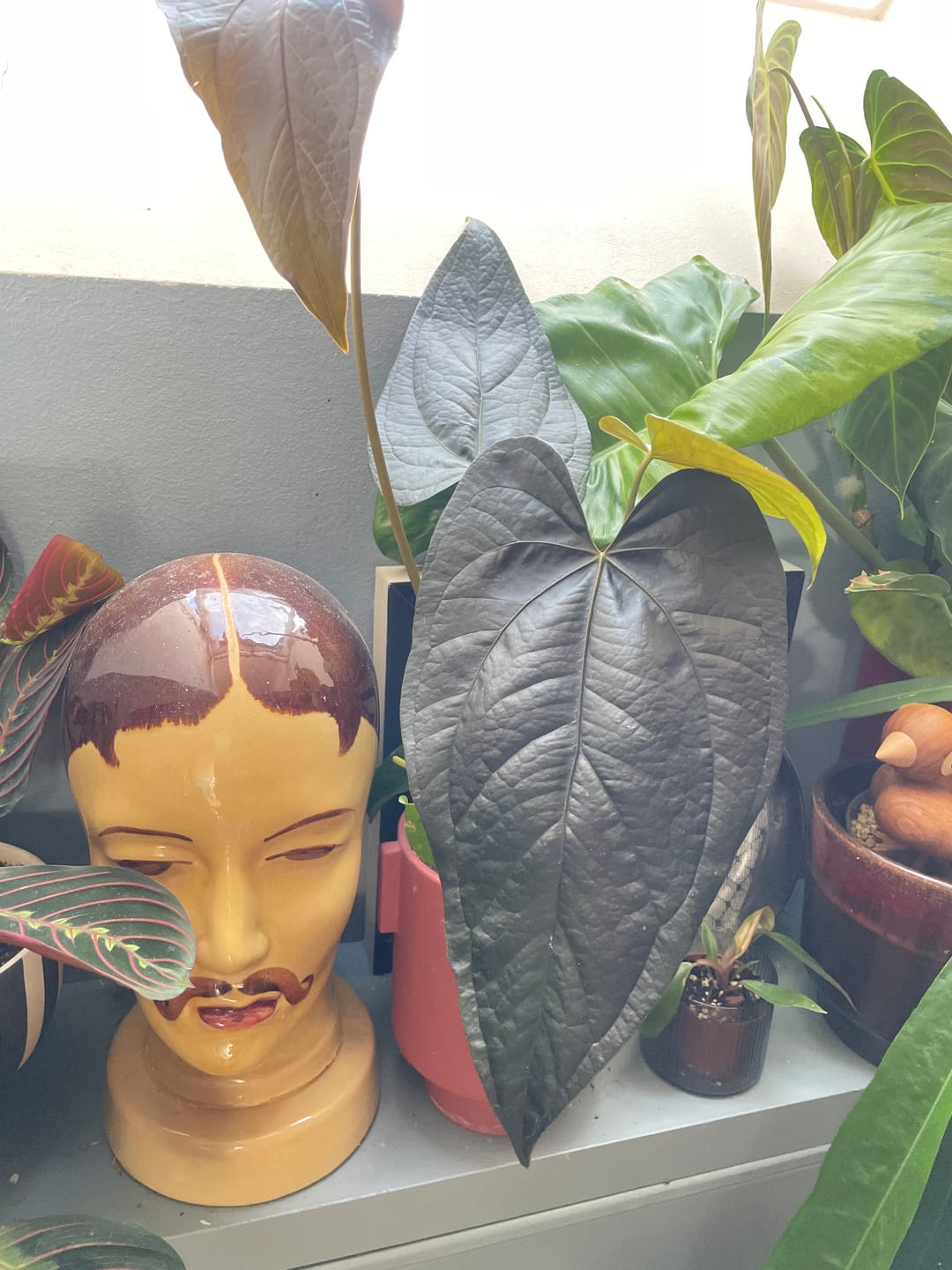 Customer photo review of ANTHURIUM QUEEN OF HEARTS