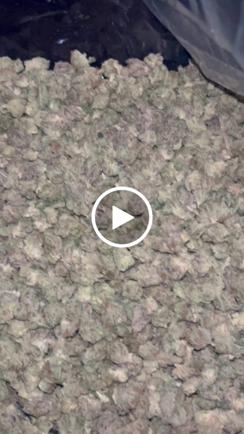 Customer video review of (Buy 1 Get 2 Free) No6. Purple Cake THCa Shake
