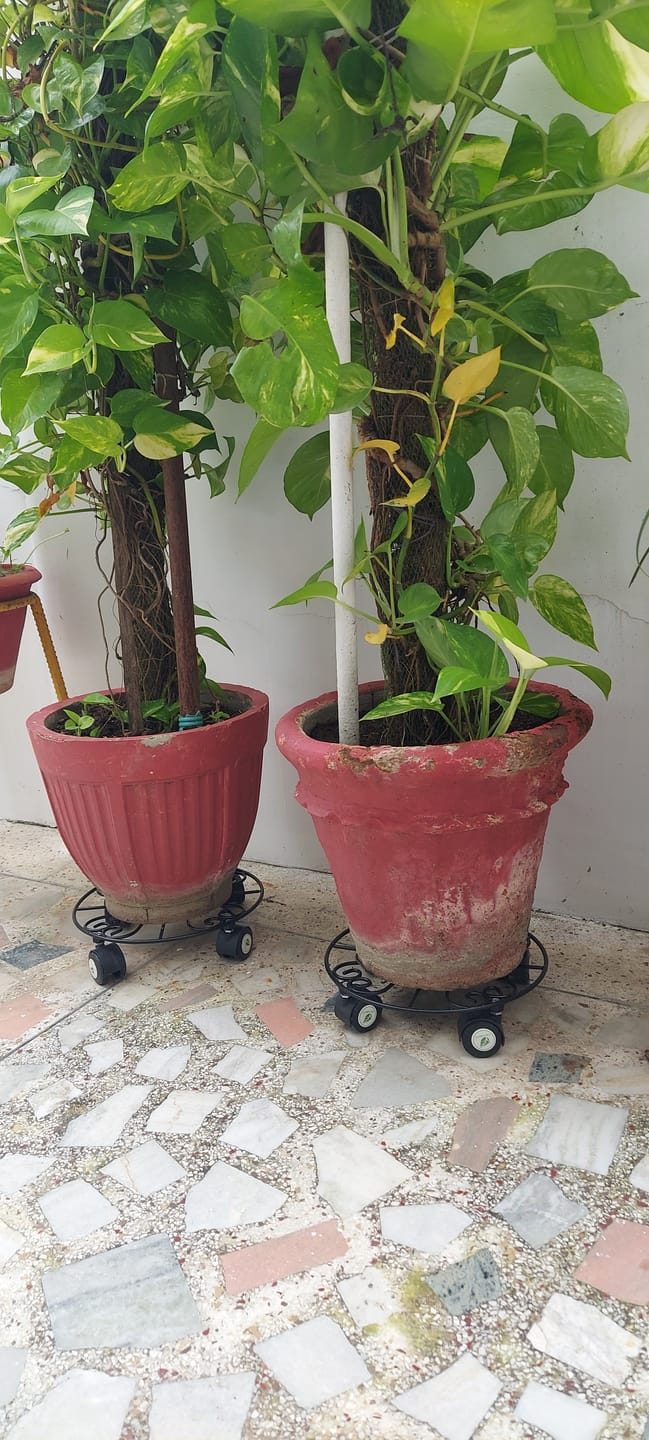 Customer photo review of TryGreen Luna Wheel Rolling Plant Stand for Planters