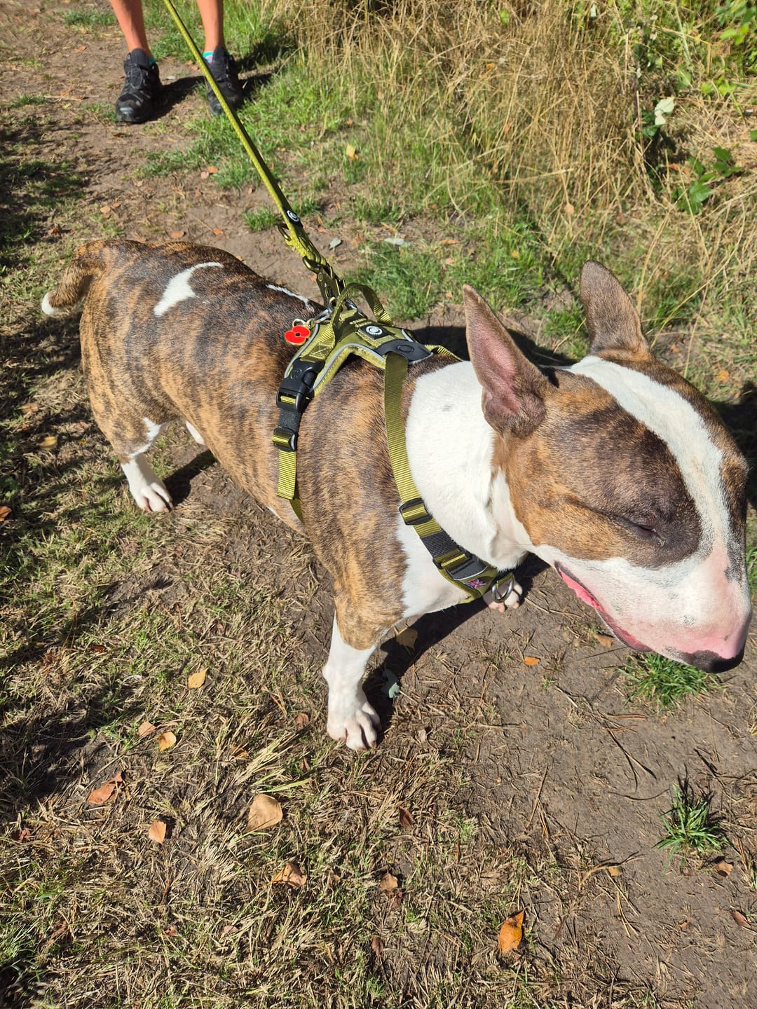 Customer photo review of Lightweight Training Double Ended Dog Lead | 2m Length - Olive Green