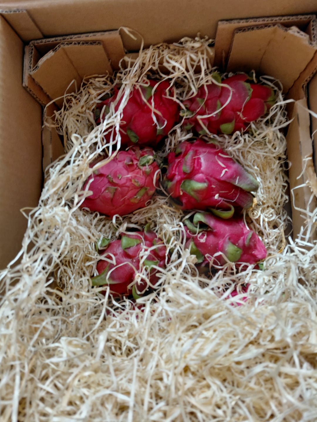 Customer photo review of Drachenfrucht rot Bio von Julian Aktionspreis %
