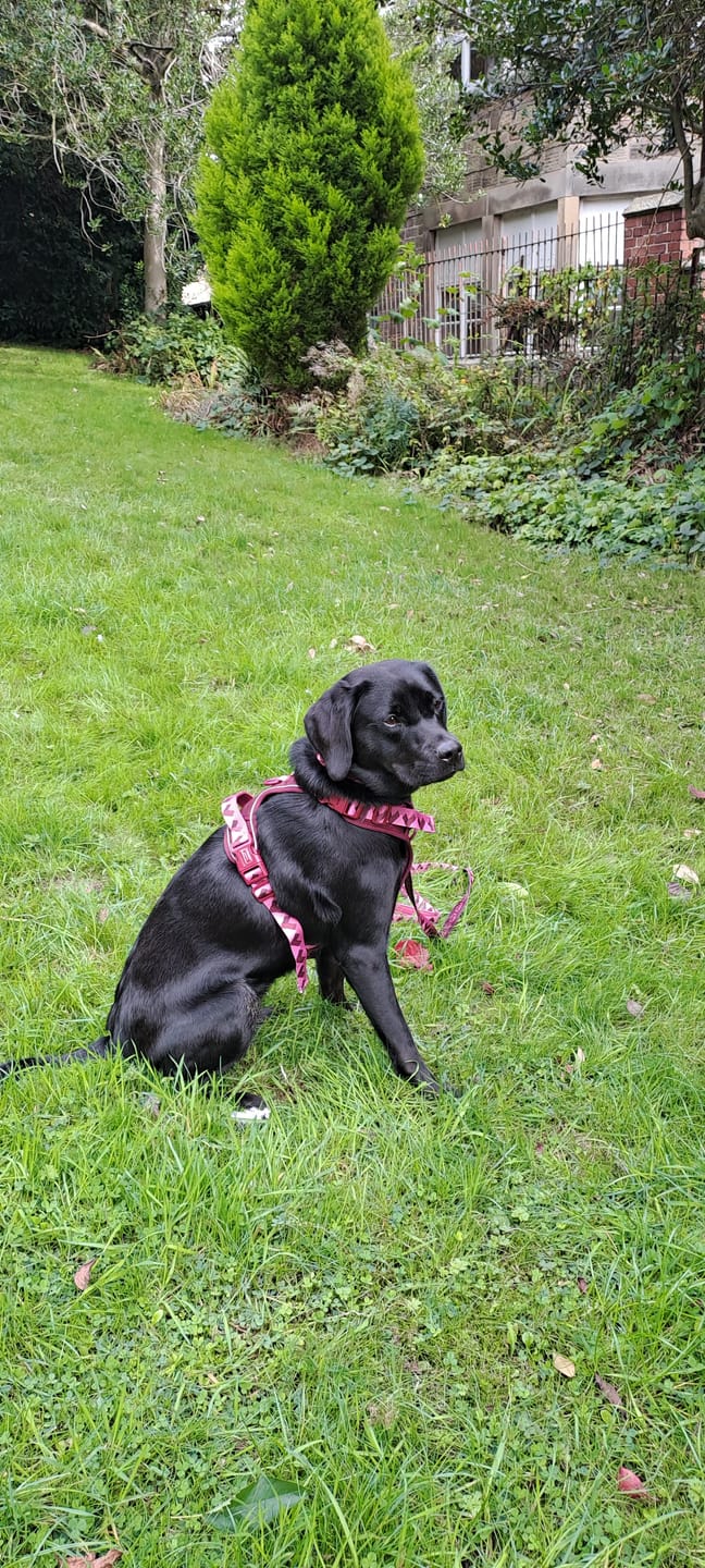 Customer photo review of Collar - Walkies Ready® Mulberry