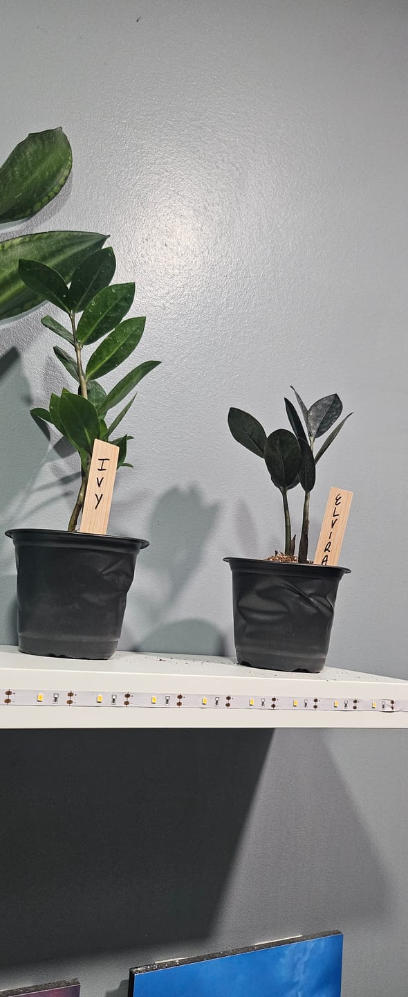 Customer photo review of Green Zz Plant in 4" Grow Pot- Zamioculcas Zamiifolia Plant- Rare Indoor Good Luck Houseplant - Easy Care Gift Plant - Low Light Indoor Plant