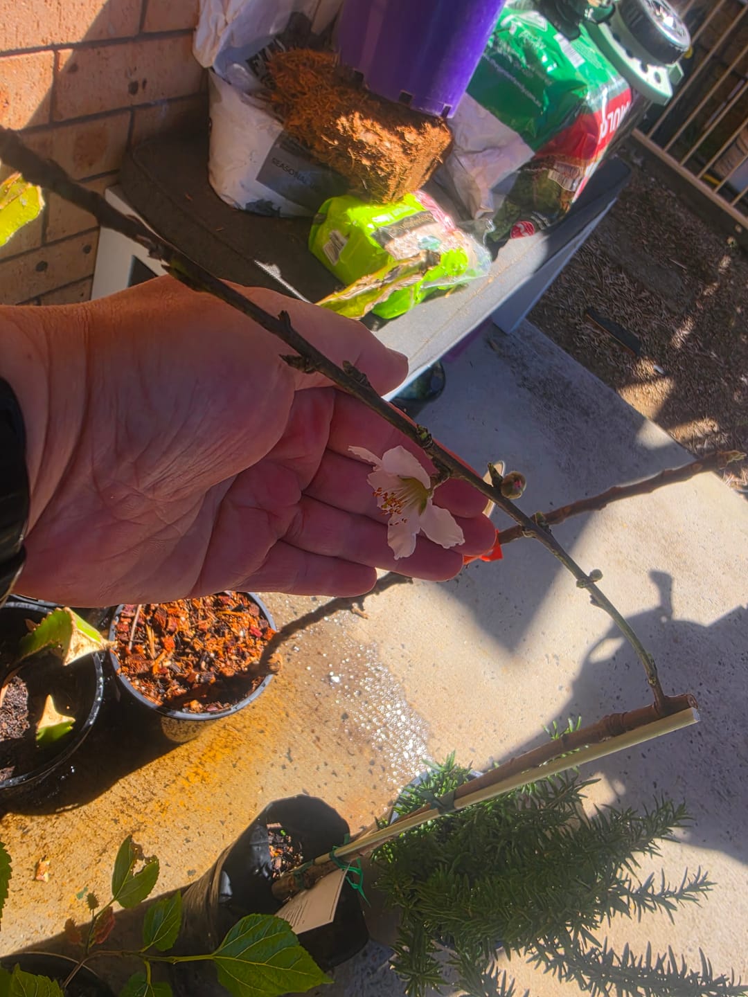 Customer photo review of Peachcot