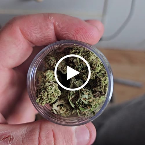 Customer video review of THC-A Flower Cartel Cola