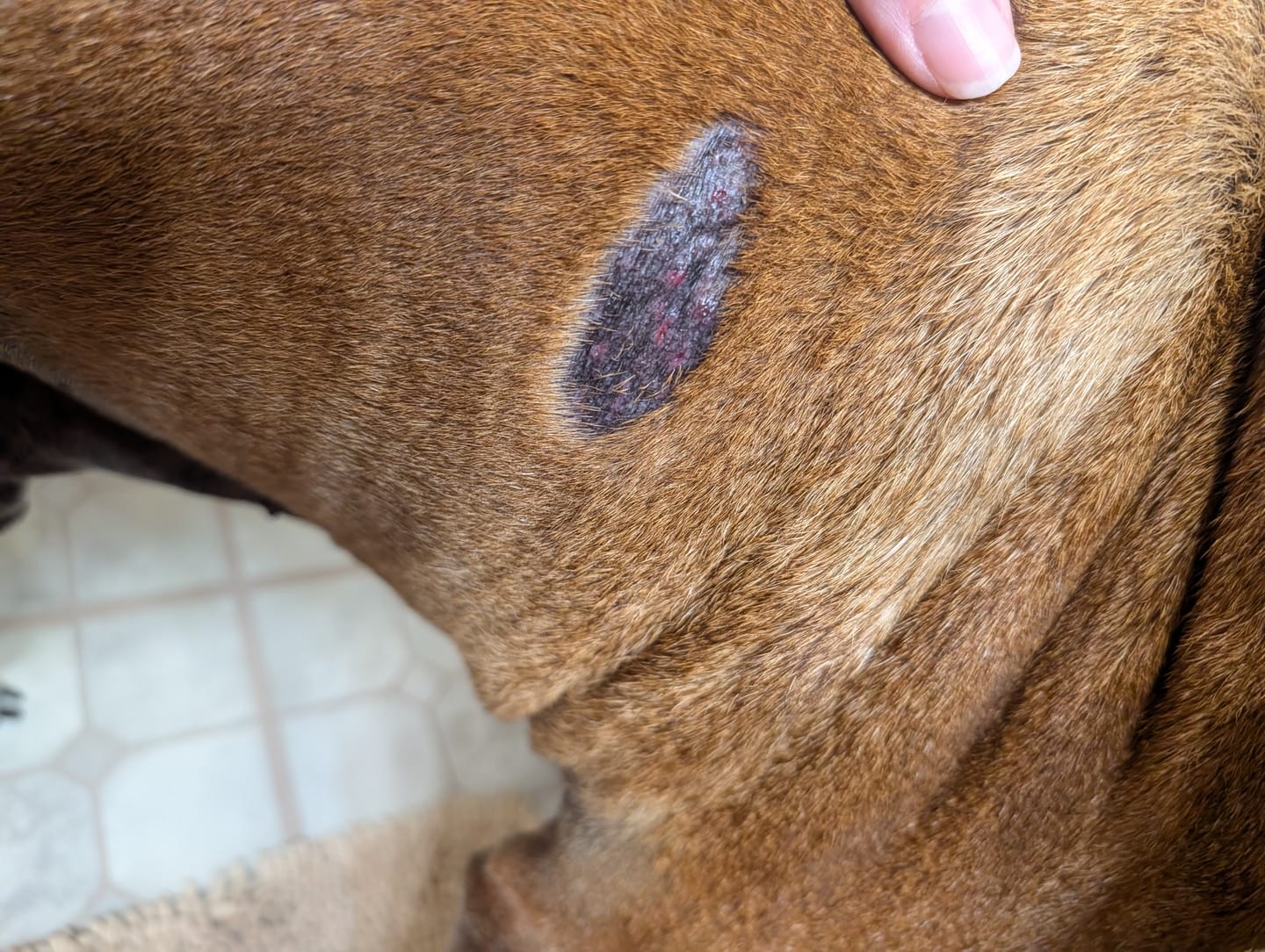 Customer photo review of Trouble Spot Drying Paste - Canine and Cats - 5oz