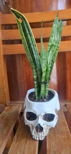 Customer photo review of Skull Flower Pot - Gothic Halloween Home Décor
