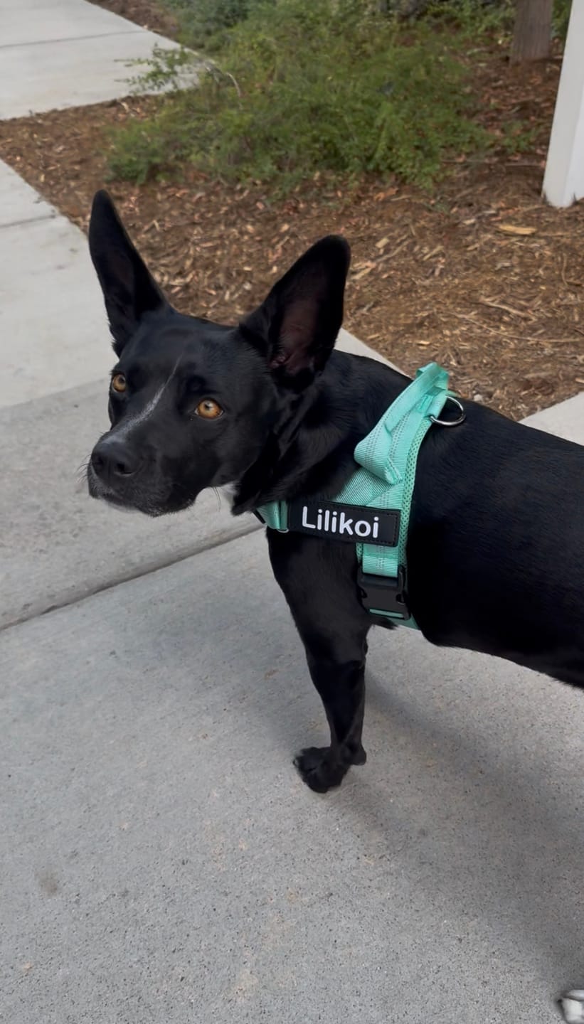 Customer photo review of KAVRIONA No-Pull Dog Harness
