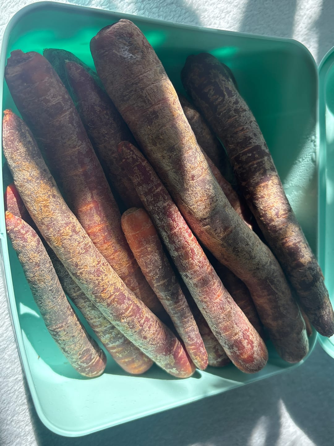 Customer photo review of Karotten "violett" Bio regional